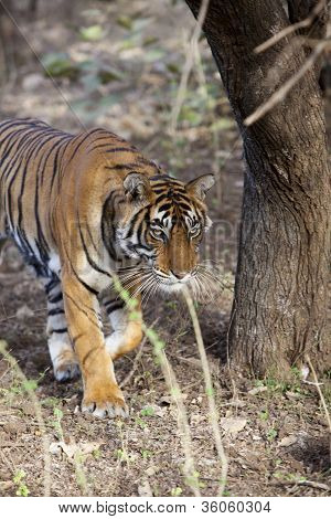La tigre di stalking.