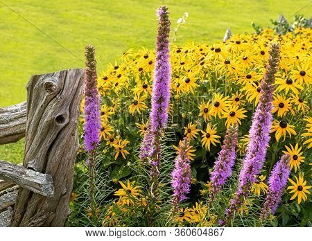 Liatris and rudbeckia growing along an old wooden pole fence.
