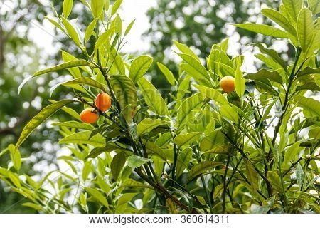 Ripe Fruits And Foliage Of Oval Kumquat Or Nagami Kumquat (citrus Margarita Or Fortunella Margarita)