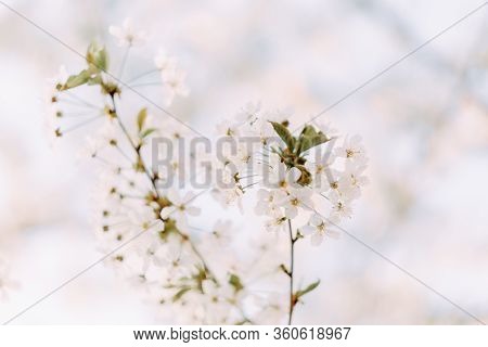 Cherry Blossom Closeup. Brаnch With Cherry Flowers In Spring.