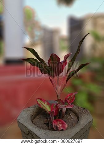 Hawaiian Ti Plant In The Blurry Background. It Is In The House Garden