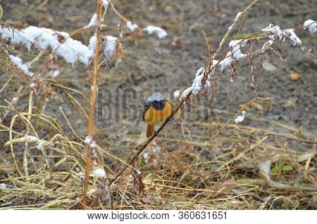 Daurian Redstart Or Common Redstart Bird Perches On The Branch With Snow. Adult Male Bird. Spring, S