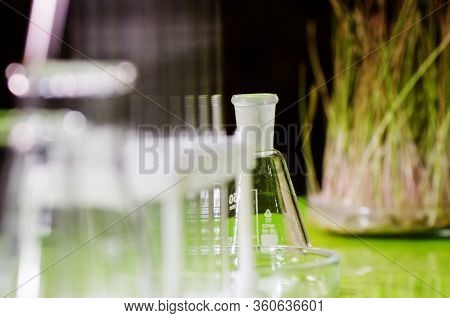 A Sample Of Sprouted Wheat Grain Stands On A Table In A Biochemical Laboratory.
