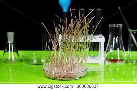 A Sample Of Sprouted Wheat Grain Stands On A Table In A Biochemical Laboratory.