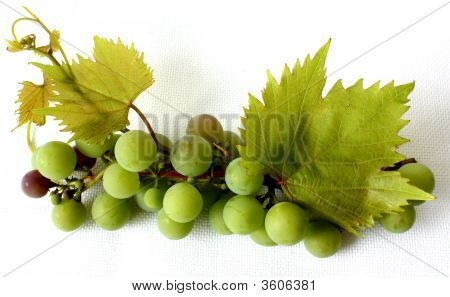 Grapevine.