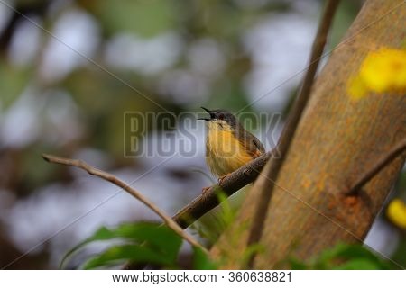 Common Tailorbird Singing The Songs On Tree Branch In Summer Time, Bird Watching, Portrait Of A Male
