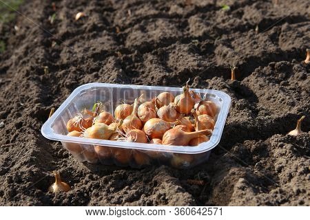 Onion Seedlings Seeding In Organic Vegetable Garden In Spring. Onion Seed Planting In Soil.