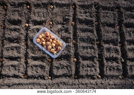 Onion Seedlings Seeding In Organic Vegetable Garden In Spring. Onion Seed Planting In Soil.