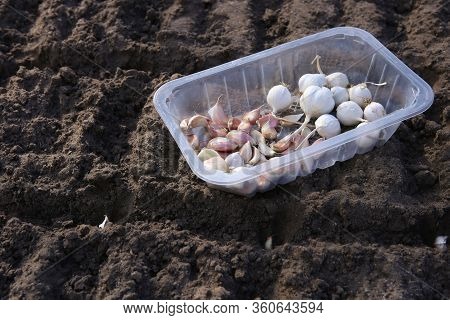Garlic Seedlings Seeding In Organic Vegetable Garden In Spring. Garlic Seed Planting In Soil.
