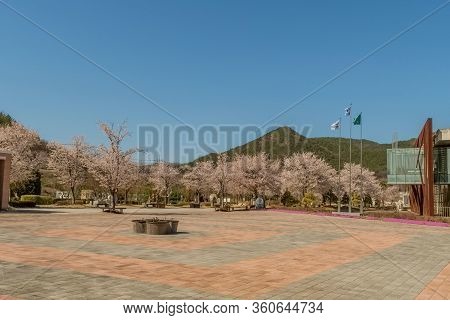 Hwanggan, South Korea; April 8,2020: Landscape Of Plaza Lines With Cherry Blossom Trees At No Gun Ri