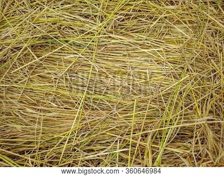 Background Of Dry Rice Straw In Vintage