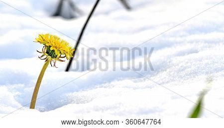 Dandelion On On A Fresh Snow In April Iage