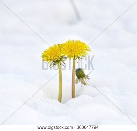 Dandelion On On A Fresh Snow In April Iage