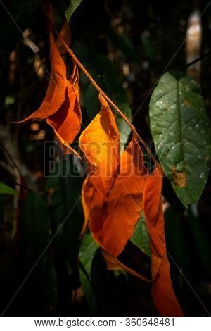 Close Focus On Saturated Orange Leaves Touching Sunlight On Dark Background Inside Tropical Rainfore