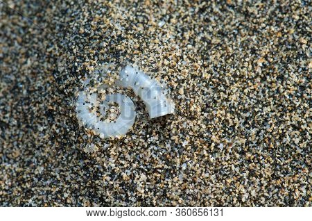 Internal Shell Of Spirula Spirula Spirula In The Beach Of Cofete. Jandia. Fuerteventura. Canary Isla
