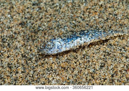 Dead Atlantic Horse Mackerel Trachurus Trachurus Wash Up On Shore. Cofete. Jandia Natural Park. Fuer