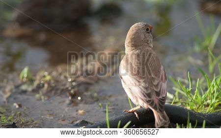 Trumpeter Finch Bucanetes Githagineus Amantum Drinking Water. The Joros Houses. Jandia Peninsula. Pa