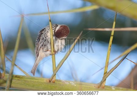 Male Spanish Sparrow Passer Hispaniolensis Preening. Tuineje. Fuerteventura. Canary Islands. Spain.