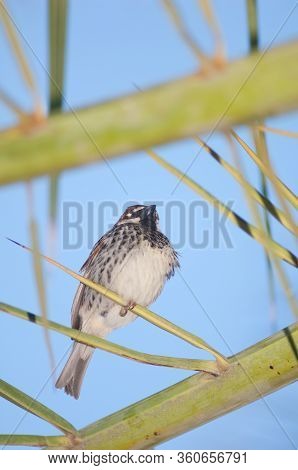 Male Spanish Sparrow Passer Hispaniolensis On A Canary Island Date Palm Phoenix Canariensis. Tuineje