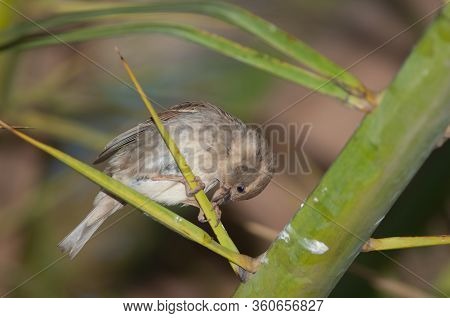 Female Spanish Sparrow Passer Hispaniolensis In Tuineje. Fuerteventura. Canary Islands. Spain.