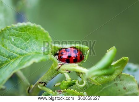 A Ladybug Is Hiding In A Rolled Up Leaf