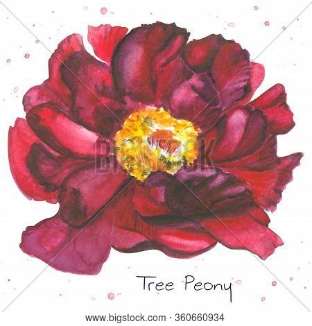 Isolated On White Background Watercolor Painting Of Magenta Tree Peony
