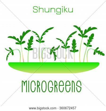 Microgreens Shungiku. Sprouts In A Bowl. Sprouting Seeds Of A Plant. Vitamin Supplement, Vegan Food.