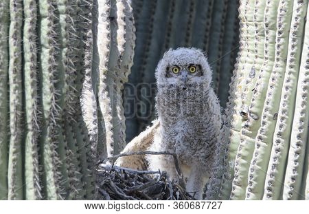 Great Horned Owlet In A Nest In A Saguaro Cactus In The Az Desert