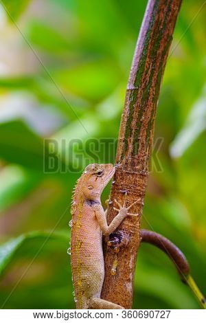 Close Up Macro Concept Garden Lizard Oriental Garden Lizard, Eastern Garden Lizard, Changeable Lizar