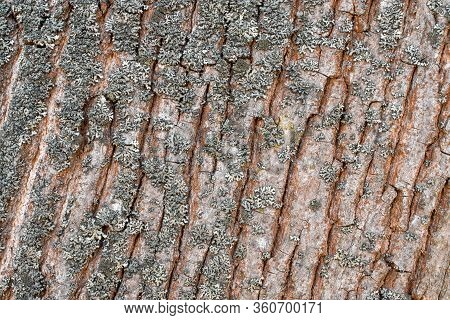 Tree Bark Texture With Moss. Horizontal Background For Designer, Dry Tree Bark Texture And Backgroun