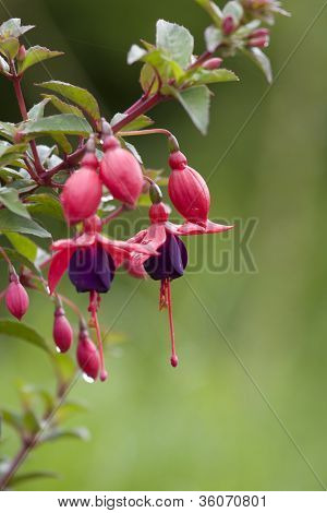 fiore fucsia