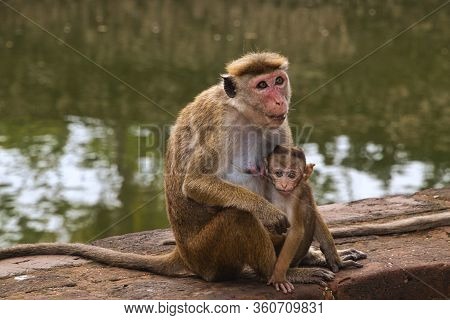 Monkeys In A Temple Complex In Sri Lanka