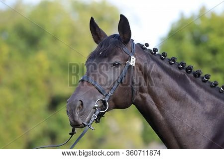 Thoroughbred Young Horse Posing At Animalfarm. Portrait Of A Purebred Young Race Horse Outdoors. Clo