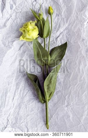 Bouquet Of Green And Pink Terry Lisianthus And Eucalyptus Branches In A Transparent Round Vase On A 