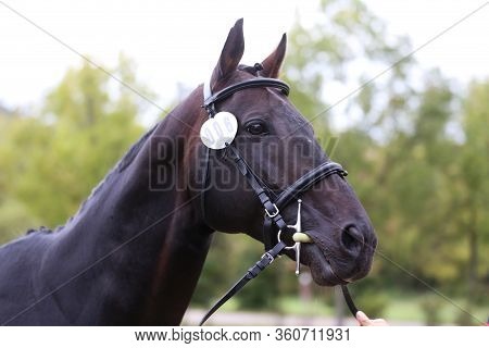Thoroughbred Young Horse Posing At Animalfarm. Portrait Of A Purebred Young Race Horse Outdoors. Clo