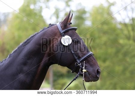 Thoroughbred Young Horse Posing At Animalfarm. Portrait Of A Purebred Young Race Horse Outdoors. Clo