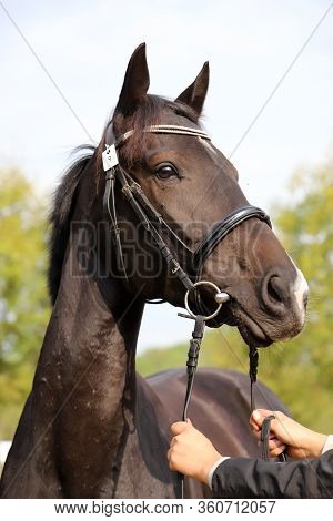 Thoroughbred Young Horse Posing At Animalfarm. Portrait Of A Purebred Young Race Horse Outdoors. Clo