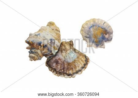 Set Of Three Watercolor Scallop And Rapana Seashells. Realistic Color Illustration Of Shells And Sea