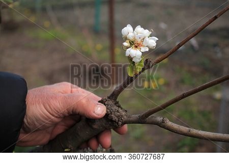 Gardener Inspections Alive Cuttings On Grafting Pear Tree With Formed Callus, Growing Buds, Young Le