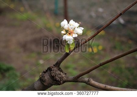 Alive Cuttings On Grafting Pear Tree With Formed Callus, Growing Buds, Young Leaves And Flowers. Clo