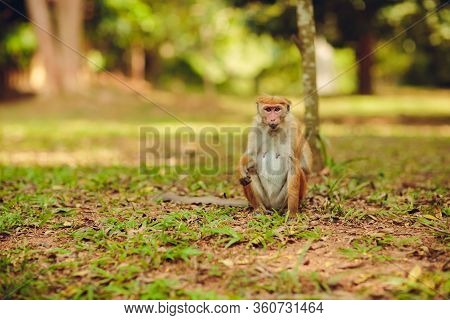 Toque Macaque Looking To The Camera In Sigiriya, Sri Lanka.