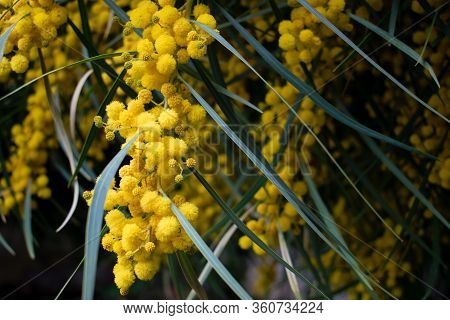Blossoming Of Mimosa Tree,  Golden Wattle Close Up In Spring, Bright Yellow Flowers, Acacia Flowers