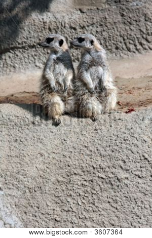Meerkattwins