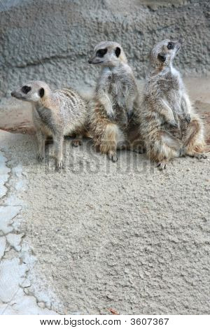 Triplemeerkat