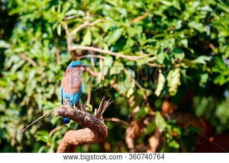 Lilac breasted roller (Coratias caudata) in Udawalawe National Park, Sri Lanka