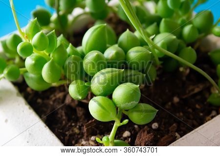 Close Up Macro Cactus Succulent Senecio Herreianus Curio Herreanus String Of Beads String Of Waterme