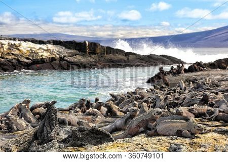 Galapagos wildlife marine iguanas sunbathing on beach on Fernandina island, Espinoza Point.