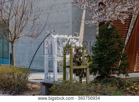 Two Wooden Waterwheels In Front Of Building Framed Be Cherry Blossoms, Leafless Tree And Evergreen T