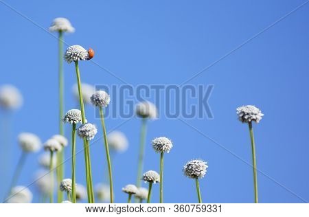 Closeup Of Wild Flowers Called Manee Dhevaa Eriocaulon Sp. With Blue Sky Background