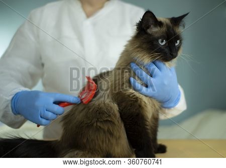 A Specialist Takes Care Of Animals Using A Special Tool. Hair Salon For Cats.